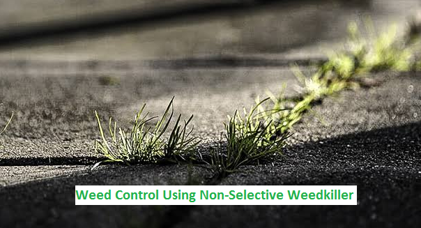 weed control and killer