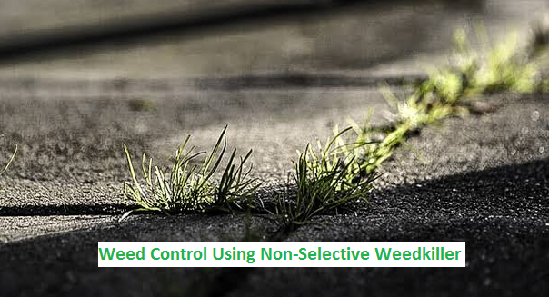 Weed Control Using Non-Selective Weedkiller