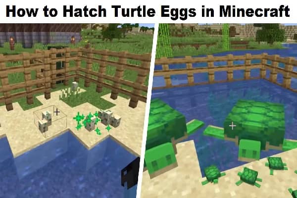 How to Hatch Turtle Eggs in Minecraft